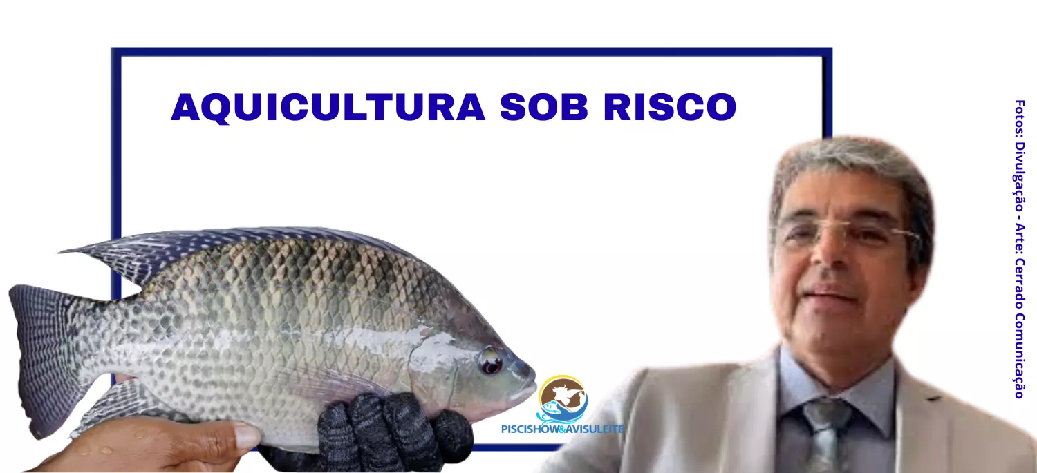 TILÁPIA EM RISCO ][ Proposta do MMA de classificar a espécies como invasoras apavora produtores